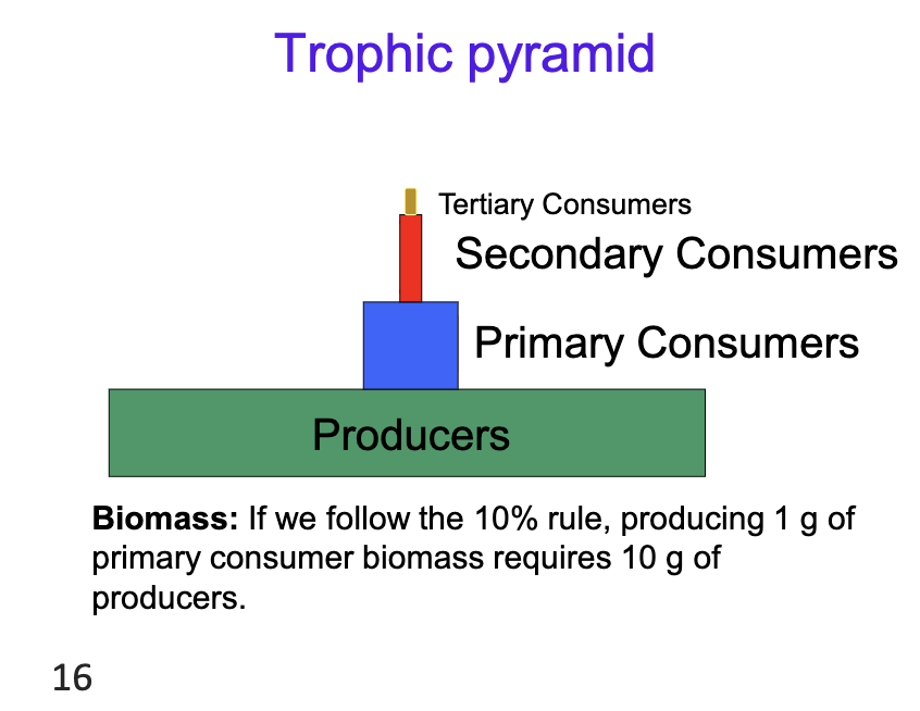 <p>Trophic pyrmaid</p>