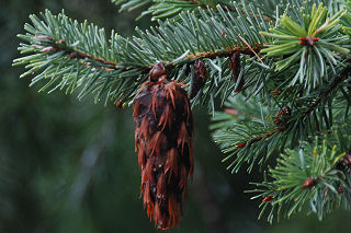 <p>-Flatter needles (lancet spike)<br>-Stomata (white line)<br>-Mousetail cones<br>-Furrowed bark</p>