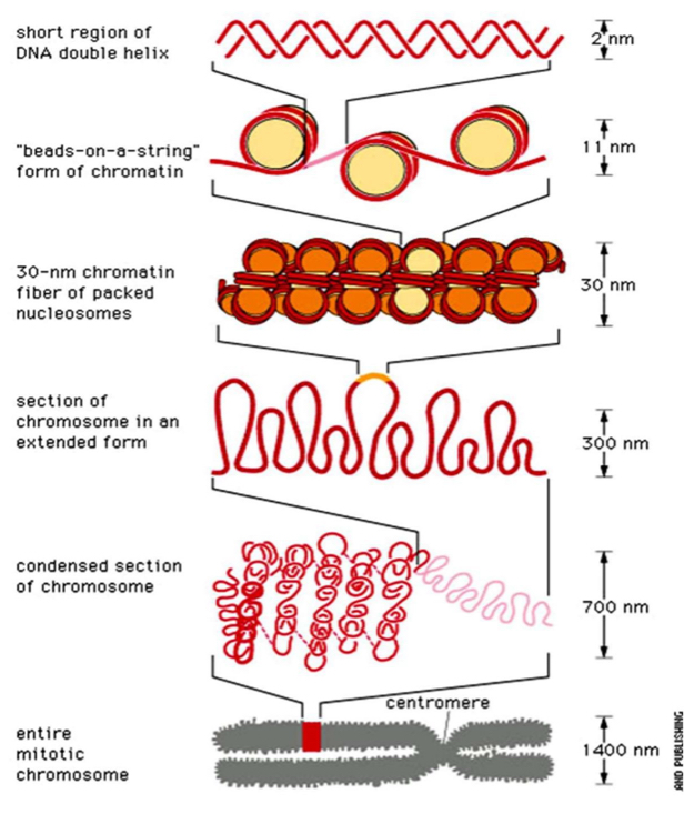<p>The Process of DNA molecule to chromosome</p>