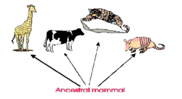 <ul><li><p>Have a common ancestor, and similar structures that have evolved to perform different functions (homologous)</p></li></ul><p></p>