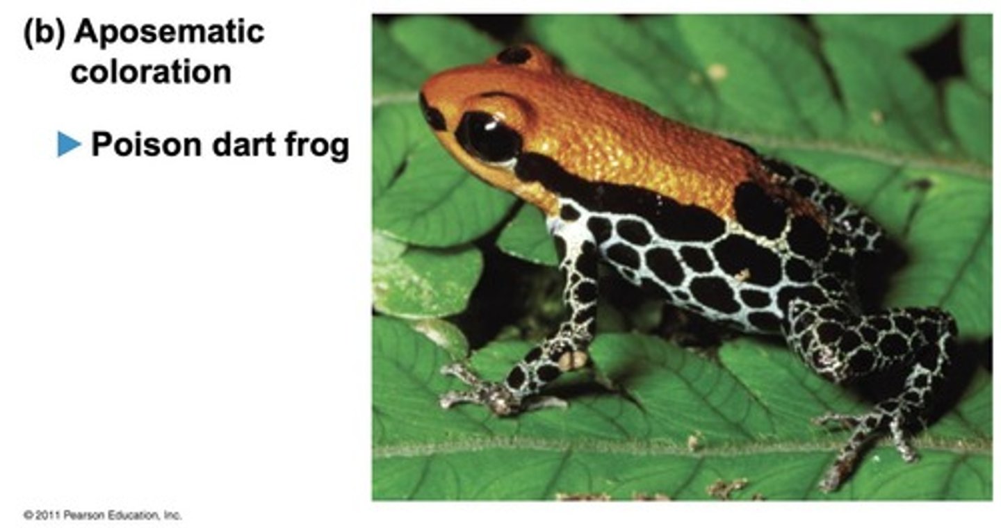 <p>Bright warning coloration exhibited by animals with effective chemical defenses.</p>