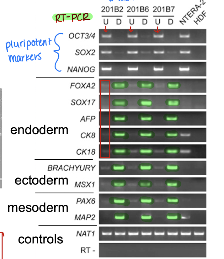 <p>via RT-PCR; showed expression of the 3 germ cell lineages and no expression in undifferentiated state (i.e. iPS cells)</p>