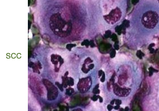 <p>cytology, histopathology</p>