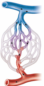 <p>Capillary Beds</p>
