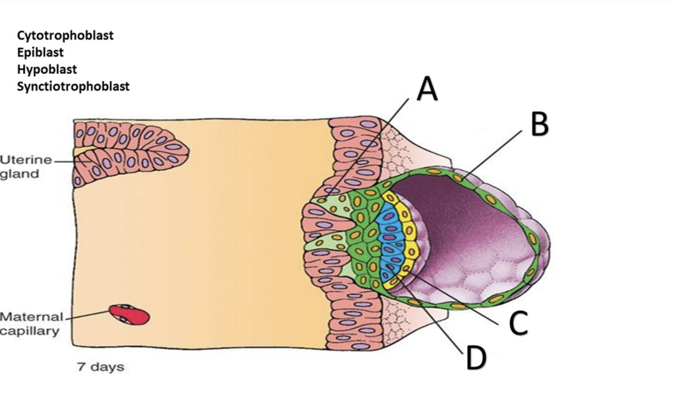 <p>A</p>