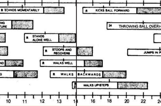 <ul><li><p>gross motor</p></li></ul><p></p>