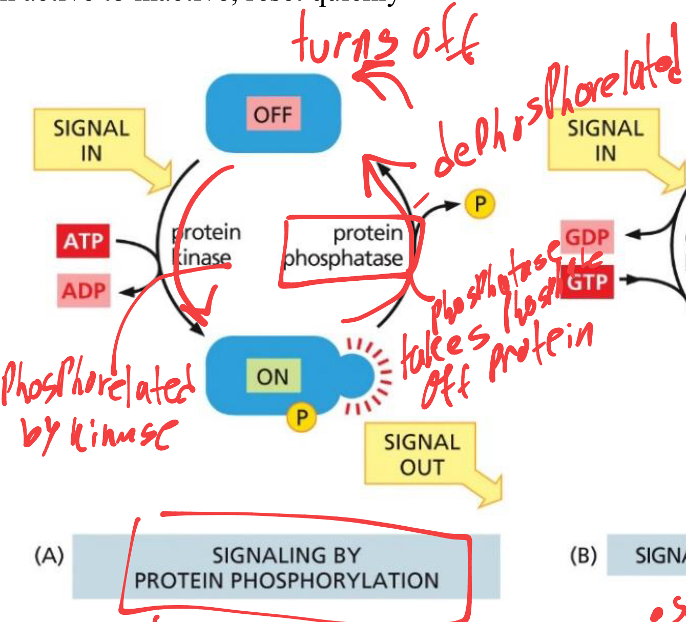 <p>as the signal enters the protein, the protein activates as it is phosphorylated by kinase, </p><p>and as single leaves, the protein is dephosphorylated by phosphatase and turns back off</p>