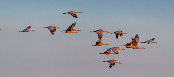 <p><span>When animals travel seasonally to help them find a climate best suited for their survival.</span></p>