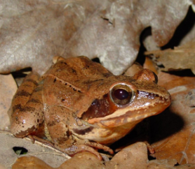 <p>Tieflagen Mittelland (sehr lokal!) &amp; Tessin</p>