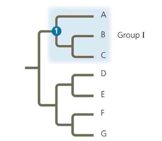 <p>What type of group is this clade</p>