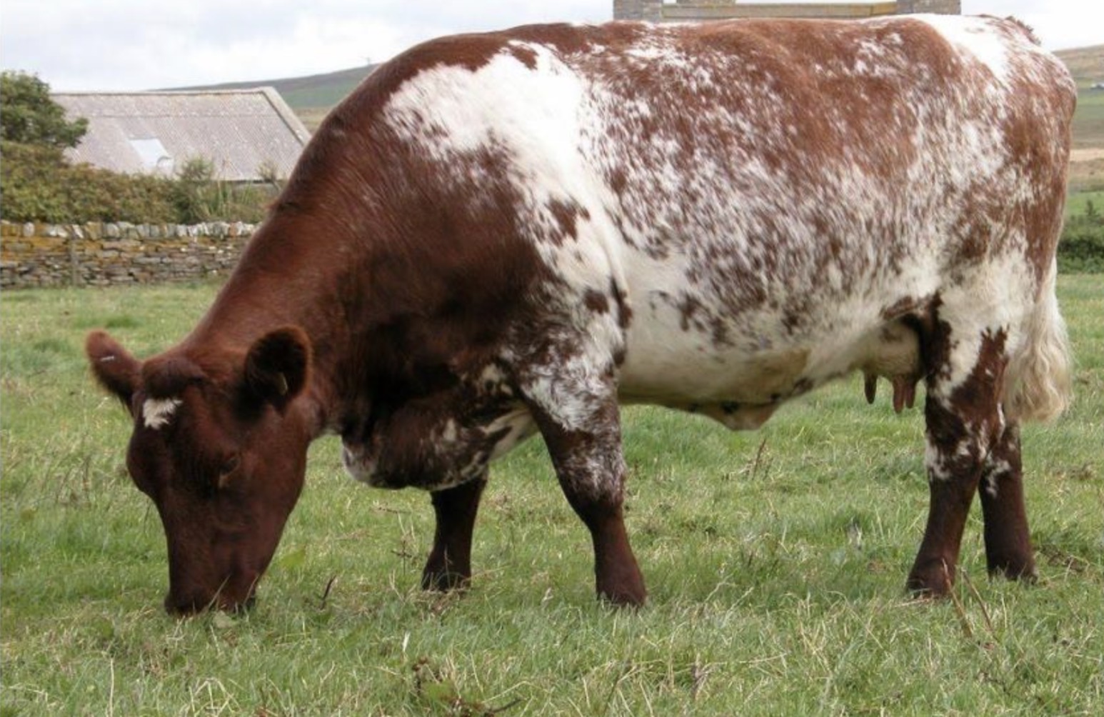<p>What breed of cow is this and what is it mainly used for commercially?</p>