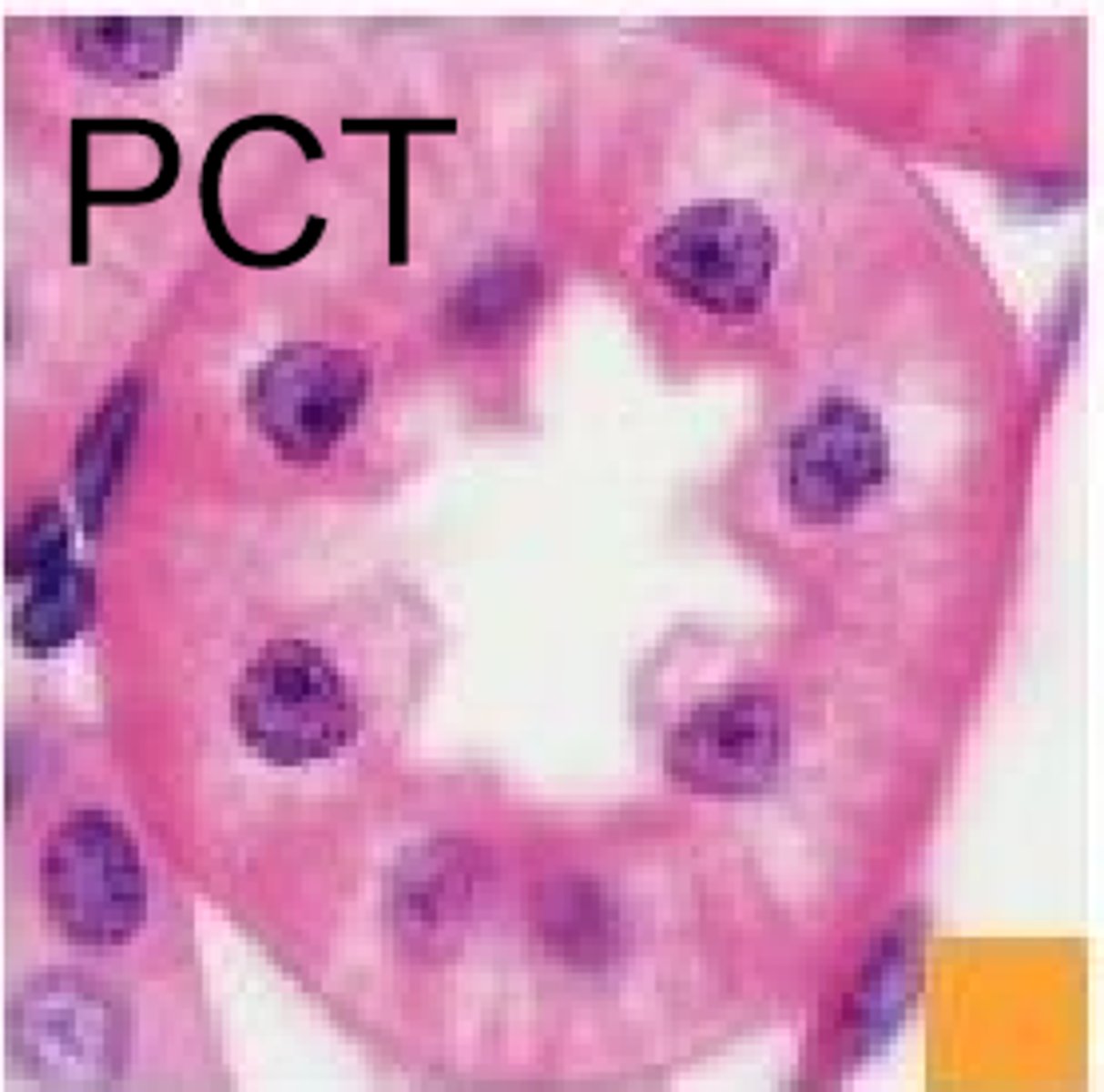 <p>super mitochondrial rich - little streaky bits</p>