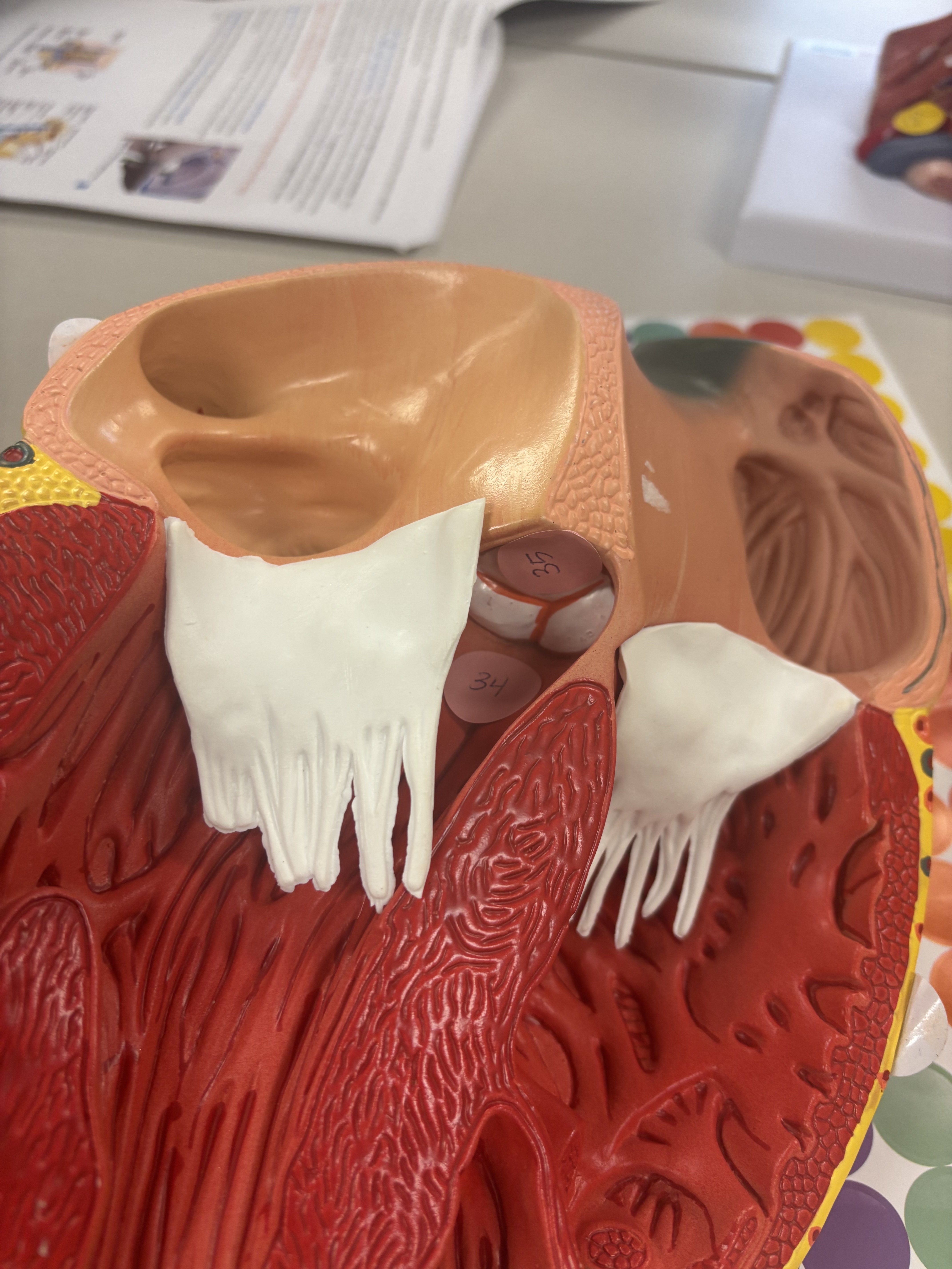<p>what is number 35 (inferior)</p>