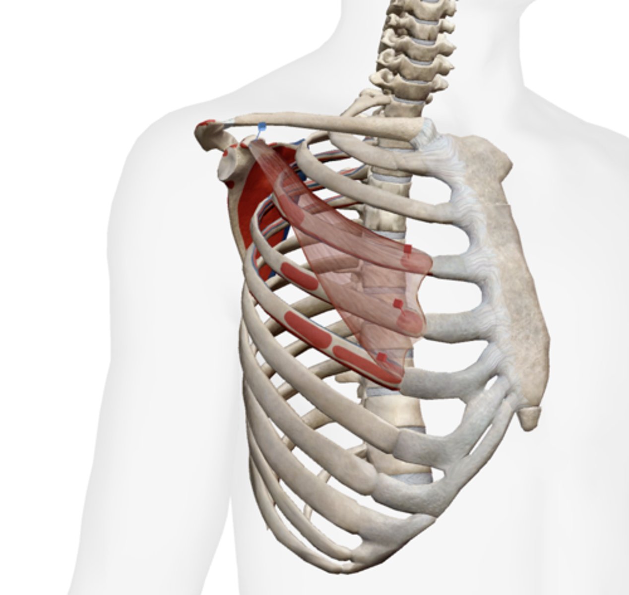 <p>Anterior surface of ribs 3-5.</p>