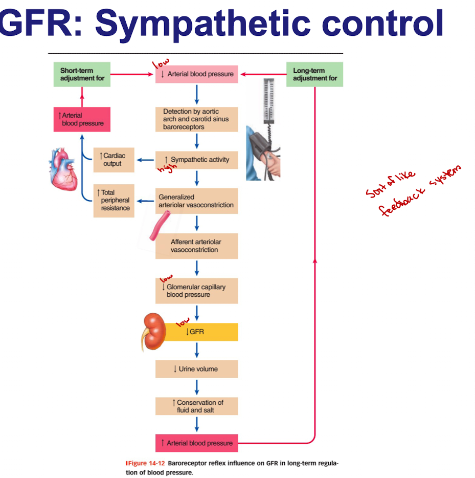 <p>If the plasma volume decreases bc of hemorrhage</p><ul><li><p>baroreceptors detect drop in blood pressure</p></li><li><p>cardiovascular control center coordinates an increase in sympathetic activity</p></li><li><p>sympathetic activity not only increases cardiac output and total peripheral resistance but also decreases GFR (to maintain plasma volume by constricting afferent arterioles)</p></li></ul><p></p>