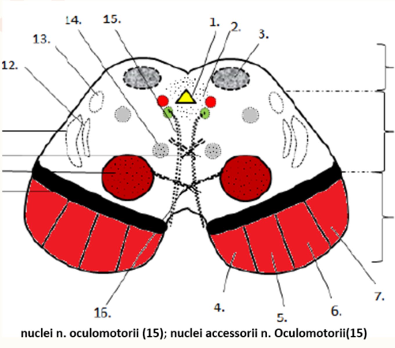 <p><span style="text-decoration:underline">location:</span> tegmentum of midbrain</p><p></p><p>- nuclei of<strong> III</strong>rd cranial nerve</p><p>- nuclei of<strong> IV</strong>th cranial nerve</p><p>- nucleus of <strong>V</strong>th cranial nerve</p><p></p>