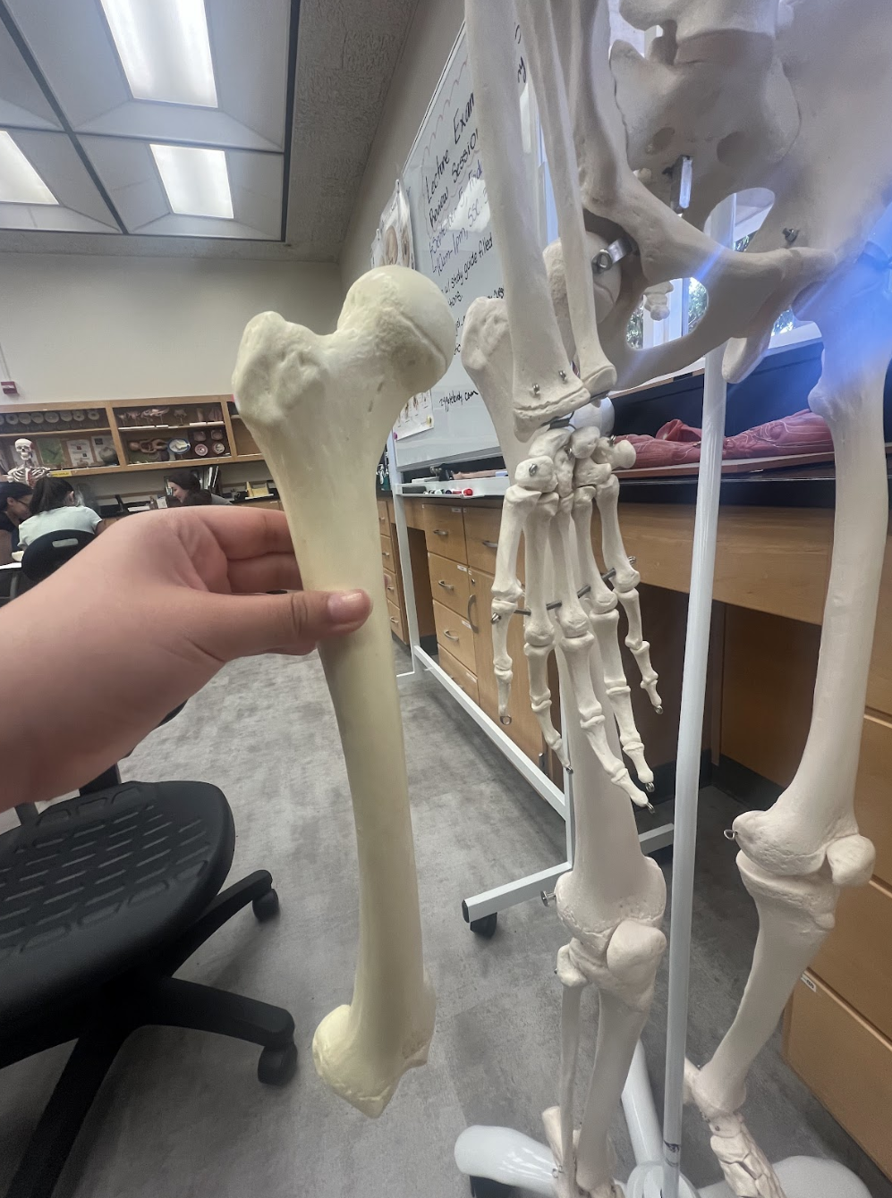 <p>Left or right femur….</p>
