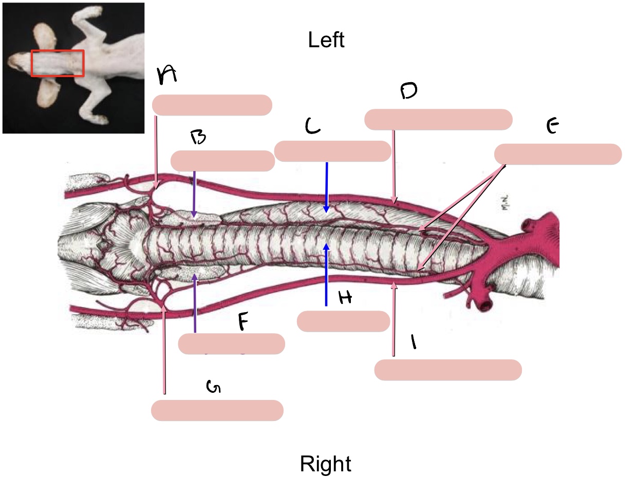 <p>Name the structure(s) indicated by a, b, and c.</p>