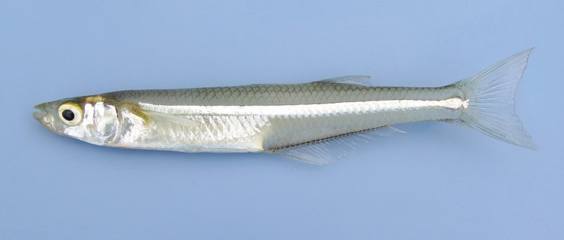 <p>Atlantic Silversides</p>