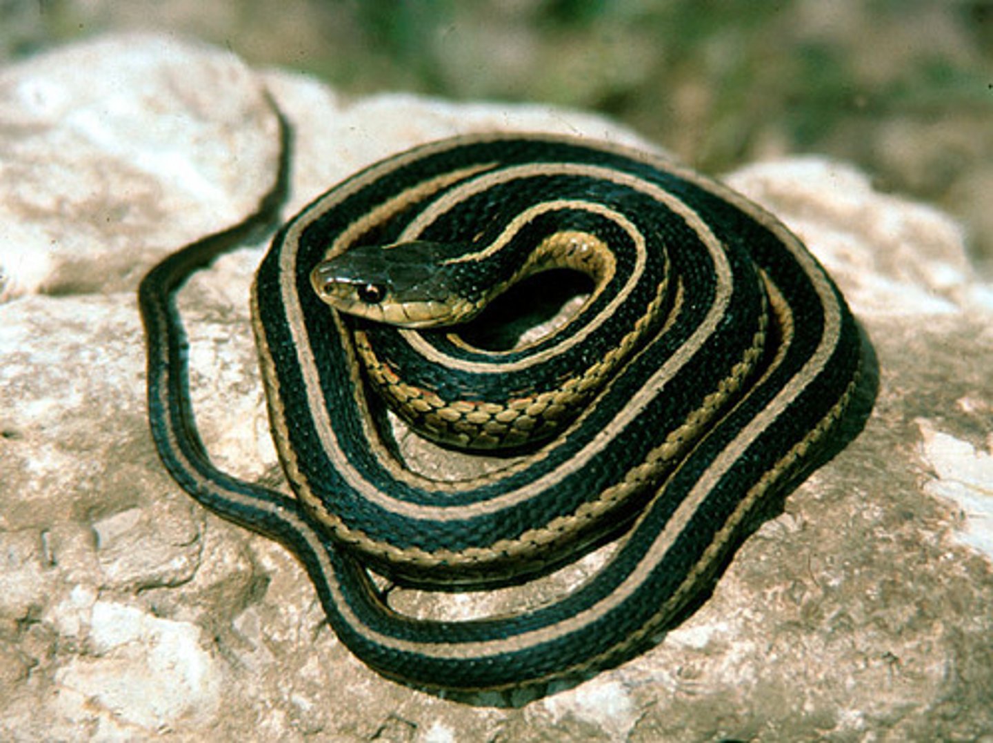 <p>Thamnophis sirtalis</p><p>Order: Squamata</p><p>Family: Natricidae</p>