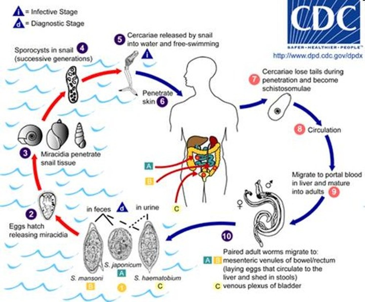 <p>- Caused by blood flukes</p><p>- 300 million infected</p><p>- Second biggest parasitic disease</p>