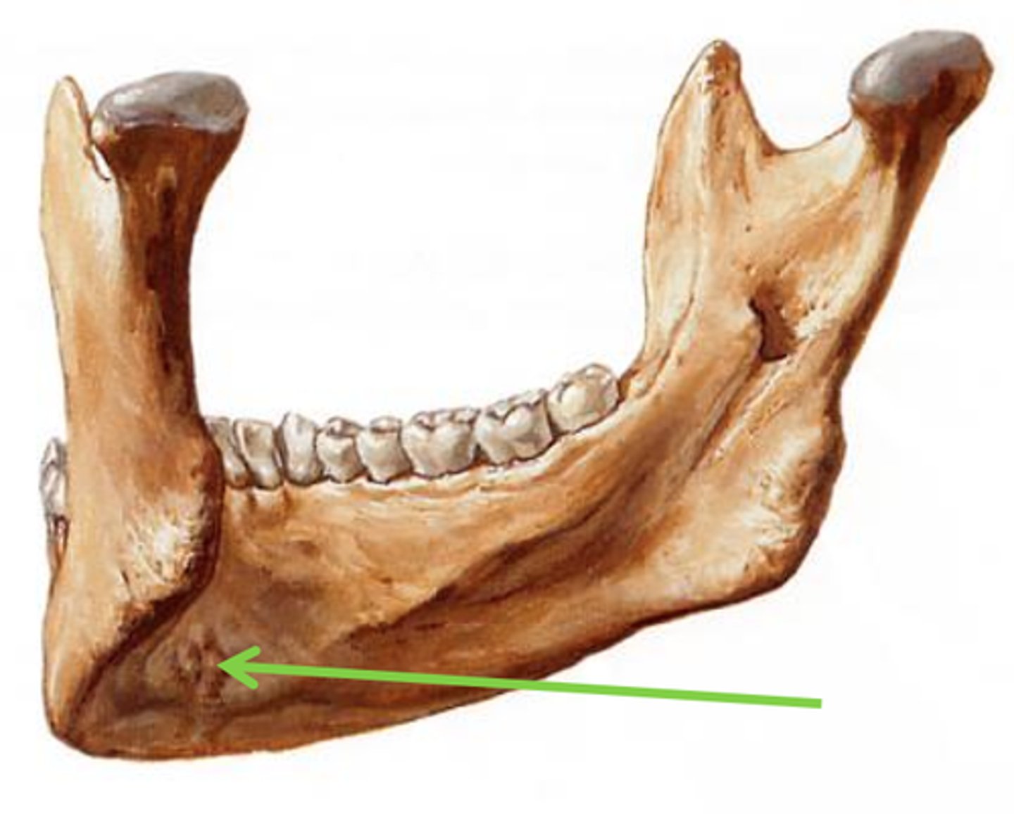 <p>are small ridges on the inner surface of the mandible; serve for attachment of certain chin muscles</p>