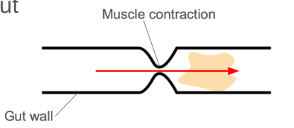 <p>Wave of muscle contracts behind the food &amp; forces it down the gut</p>