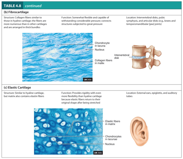 <p>Fibrocartilage</p><p>Elastic Cartilage</p>