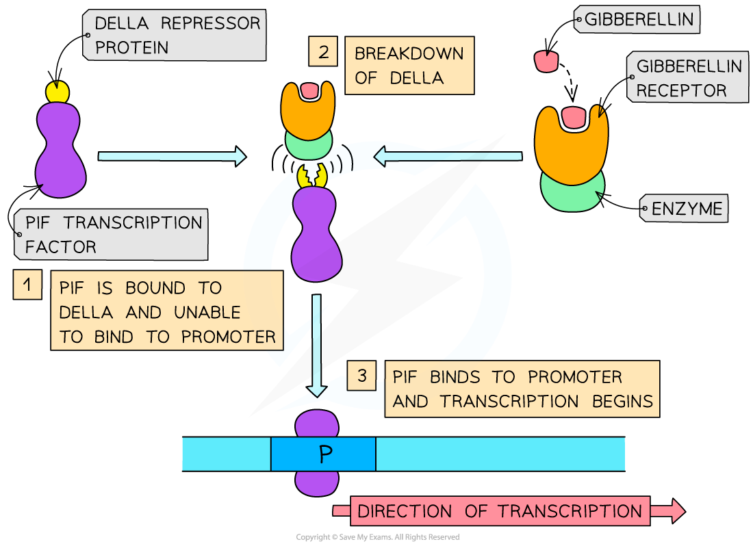 a diagram showcasing the breakdown of DELLA by gibberellin-bound receptors to facilitate transcription