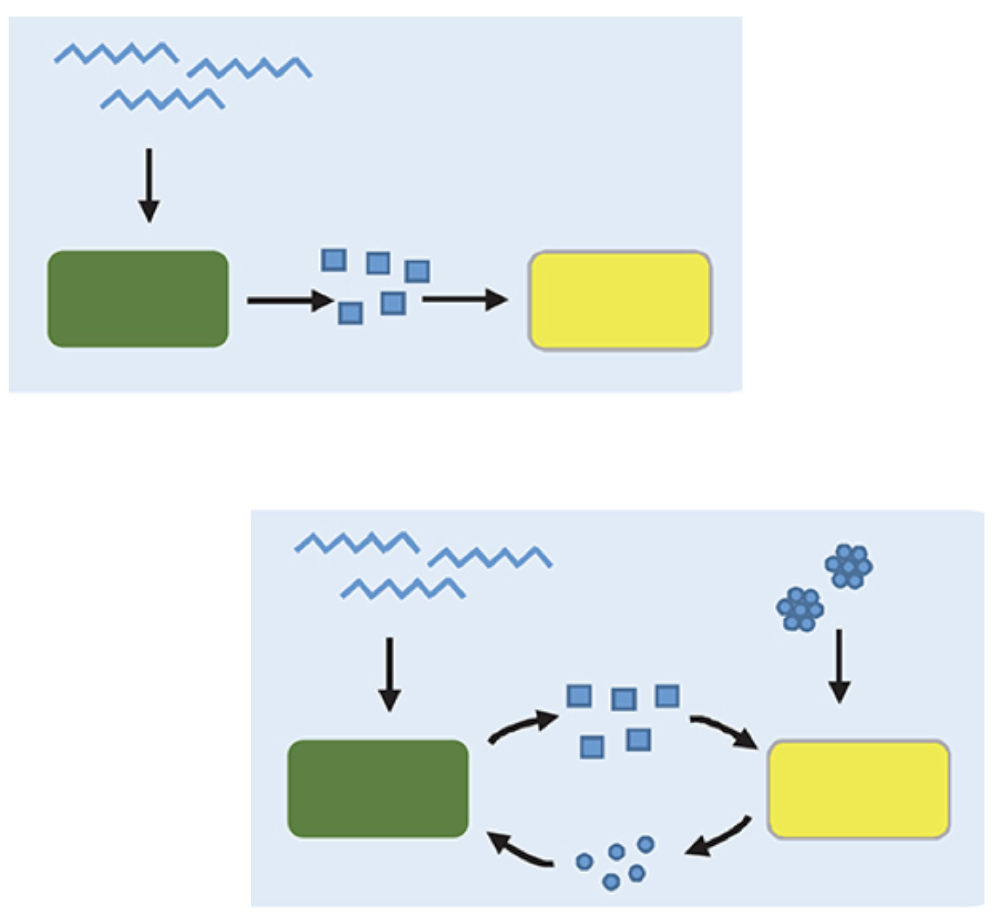 <p>When bacteria share molecules from their food breakdown with each other, and one bacteria's leftovers become another's meal.</p>