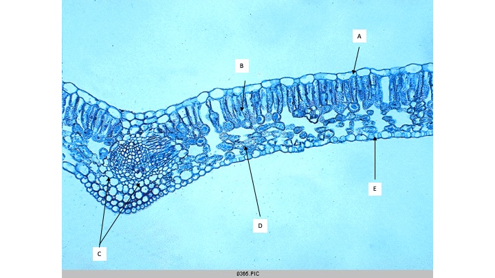 <p><span>What is the name of the cellular layer indicated by the arrow labeled B?</span></p><ul><li><p><span>Lower Epidermis</span></p></li><li><p><span>Spongy Mesophyll</span></p></li><li><p><span>Bundle Sheath</span></p></li><li><p><span>Palisade Mesophyll</span></p></li></ul><p></p>