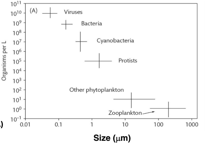 <p><span>True or False: The graph shows that marine cyanobacteria are more phylogenetically diverse than marine bacteria.</span></p>