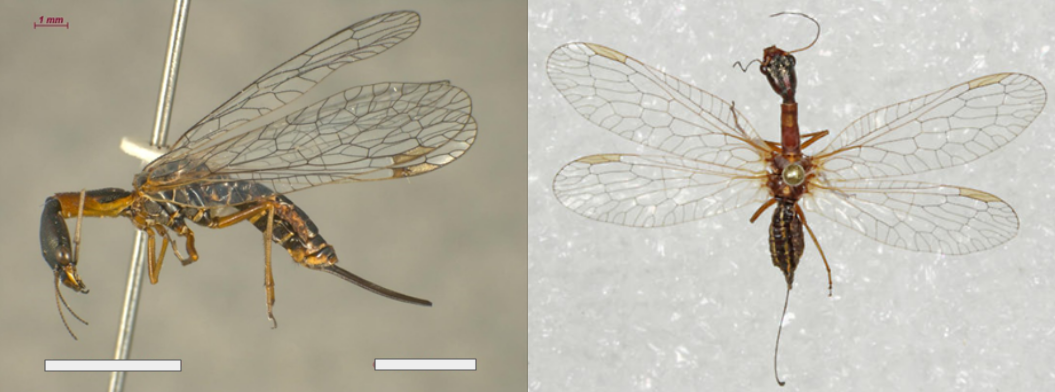 <ul><li><p><strong><em>Prothorax elongated</em></strong></p></li><li><p><strong><em>Head elongate and flattened</em></strong></p></li><li><p>Female with elongate ovipositor</p></li><li><p>Front legs aris from posterior end of prothorax and are similar to other legs</p></li><li><p>FW and HW similar in shape and size</p></li></ul><p></p>