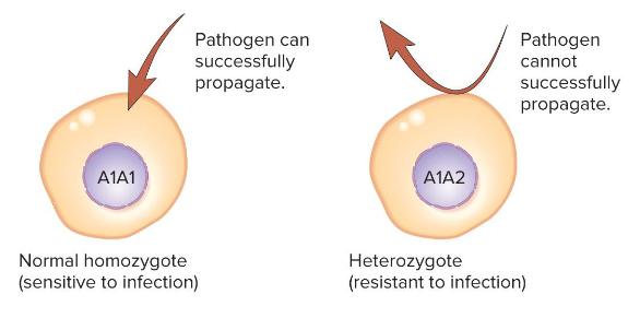 <p>Fill in the blank…</p><p>Over dominance likely occurs because a heterozygote confers ( ), unlike a homozygote.</p>