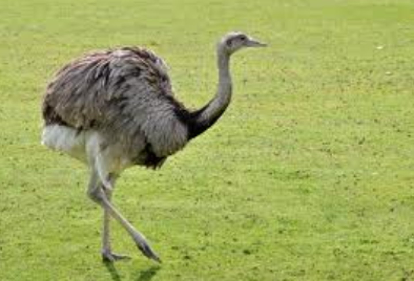 <p>mostly large, flightless birds like ostriches, cassowaries, emus, kiwi and</p><p>tinamou (exception to flight)</p>