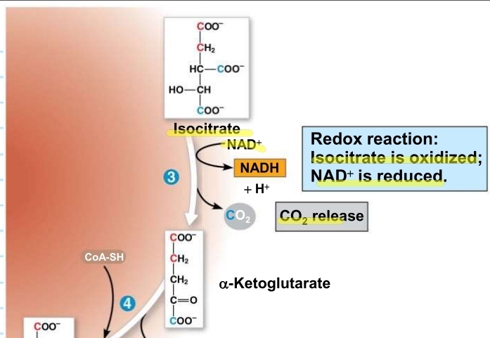 <p>Krebs Cycle - Step 3 (KREBS)</p>