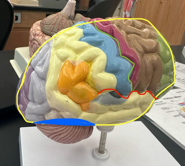<p>What does the red line indicate on the human brain?</p>