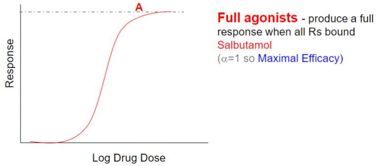 <ul><li><p>mimics effects of endogenous ligand</p></li><li><p>GENERALLY binds at site that endogenous ligand bins</p></li><li><p>initiate biological response upon binding R</p></li><li><p>produce a full response when all Rs bound</p></li></ul>