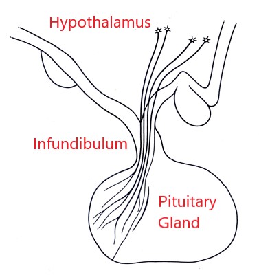 <p>infundibulum</p>
