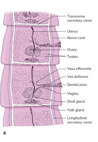 <p>repeated sections that allow them to grow, segmentation, when chained together become strobila, each section contains uterus, ovary, testes, genital pore, and vagina</p>