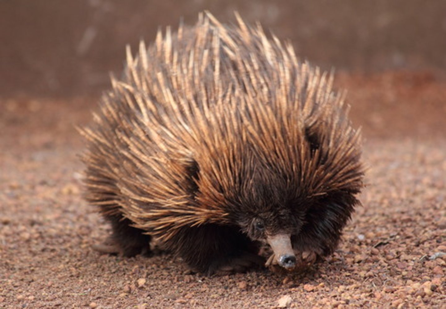 <p>the echidna</p>