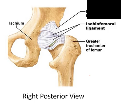 <p>A ligament extending from the ilium of the pelvis to the femur</p>