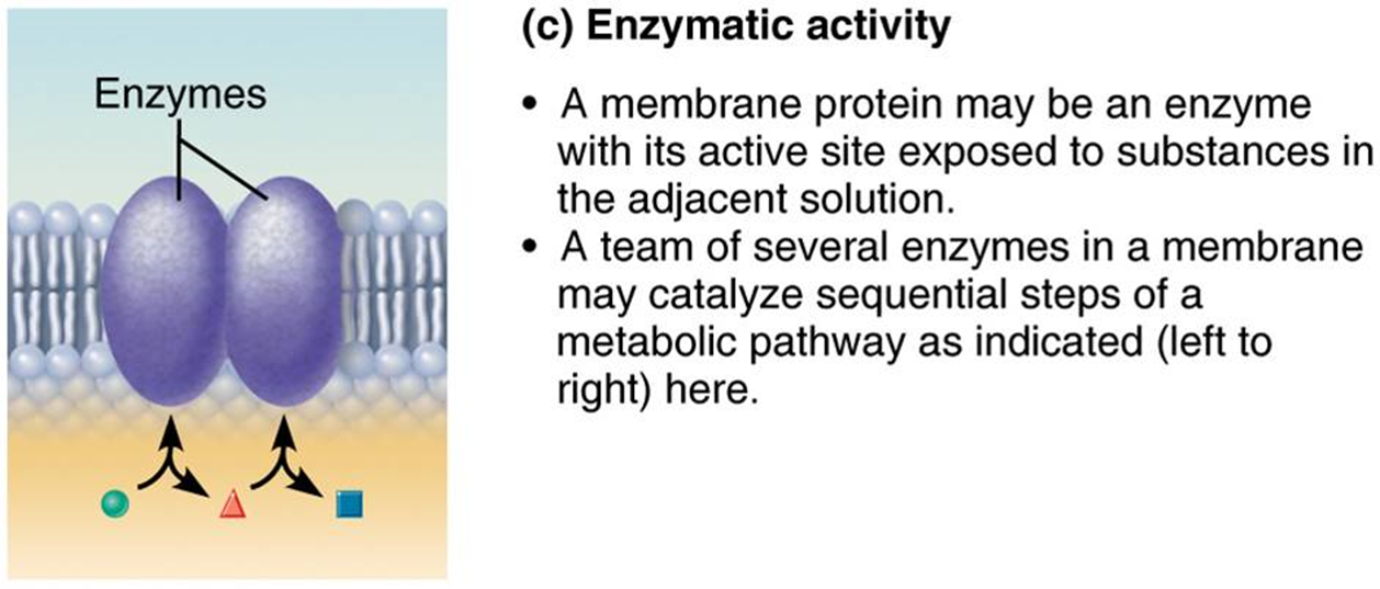 <p>active site exposed to substances in the adjacent solution (may catalyze sequential steps of a metabolic pathway)</p>