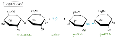 <p>A reaction that breaks a bond via the addition of a molecule of water</p>