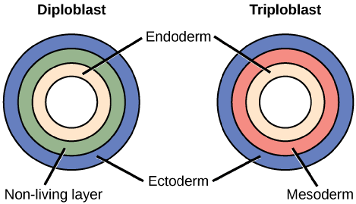 <p>triploblastic organisms</p>