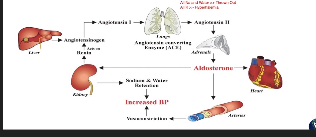 <p>Angiotensin Receptor Blockers (ARB) Blockers:</p><ul><li><p>Suffix:</p></li><li><p>Common Drug Names:</p></li><li><p>Mechanism: (2)</p></li><li><p>Use: (3)</p></li><li><p>Administered:</p></li><li><p>Side Effects: (6)</p></li><li><p>Effects on Preload and Afterload:</p></li></ul><p></p>