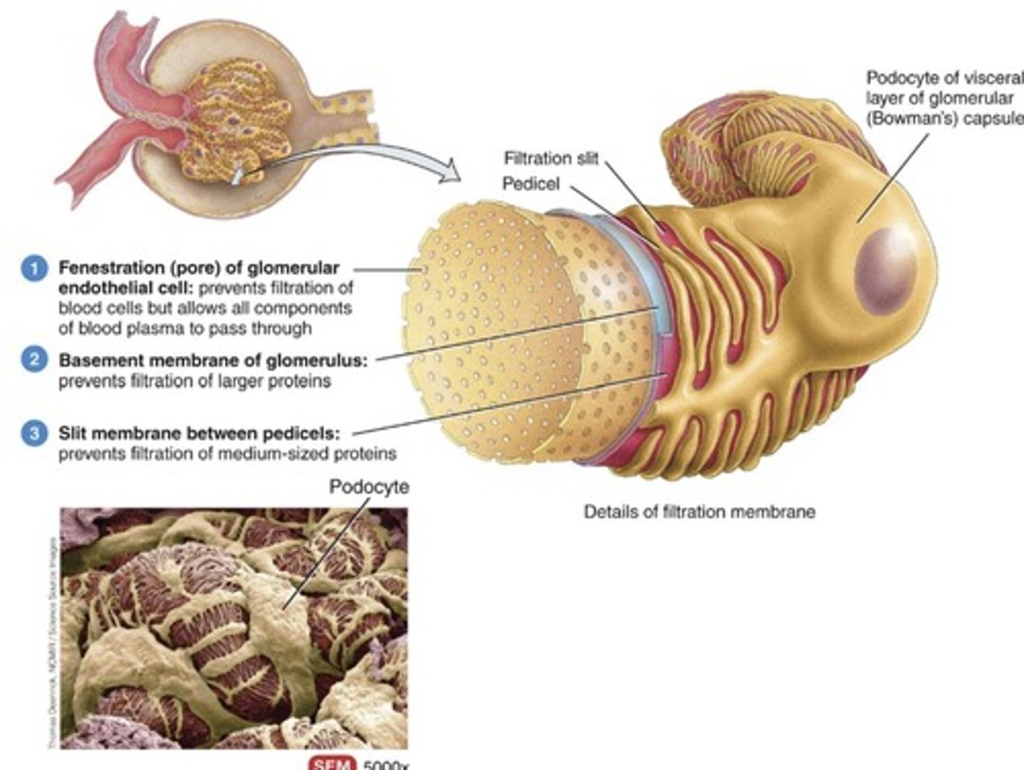 <p>Filters blood to form urine.</p>