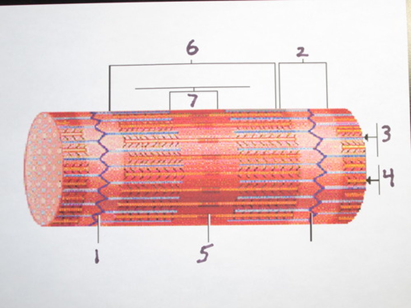<p>dark area; extends the length of the thick filaments (#6 on picture)</p>