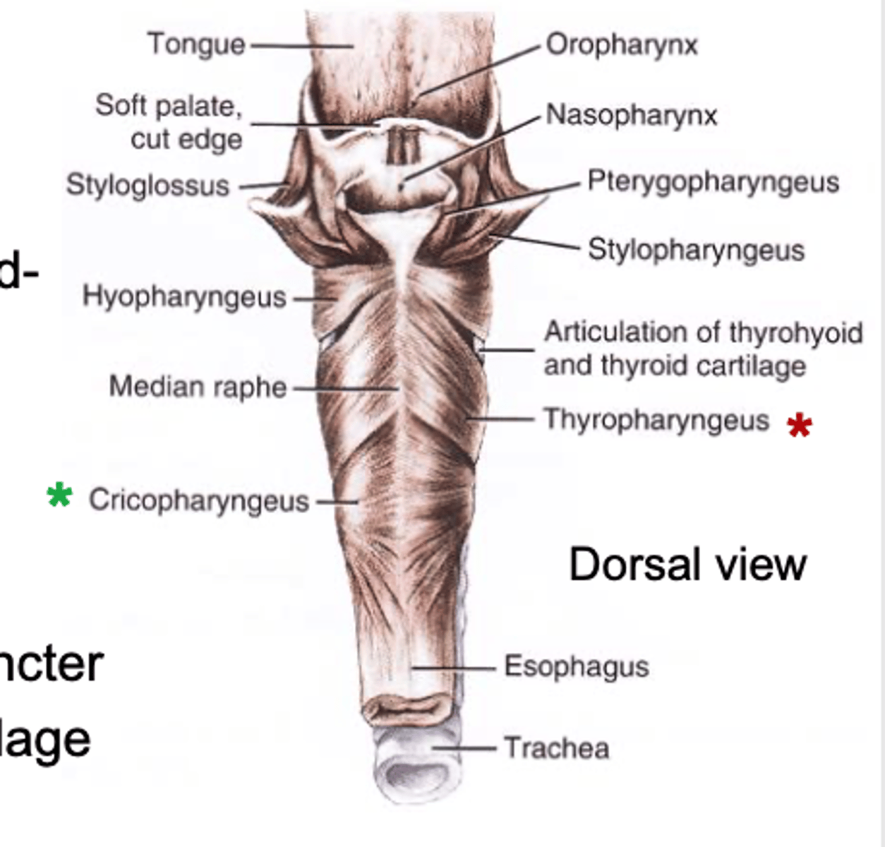 <p>thyroid cartilage lamina to the mid-dorsal raphe of the pharynx</p><p>constricts middle part of the pharynx</p>
