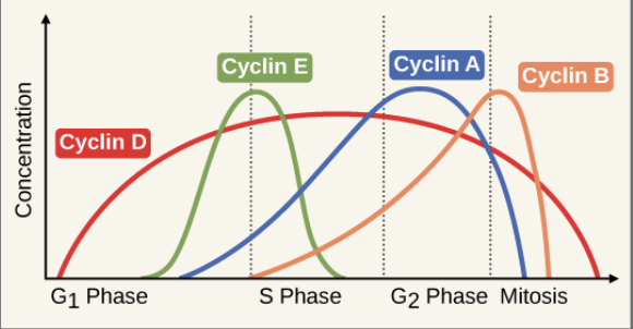 <p><strong>Cyclins</strong> = Proteins that regulate progression of cells throughout cell cycle</p><ul><li><p>Cyclin and <strong>cyclin-dependent-kinase (CDK)</strong> forms a complex which binds to a target protein and modifies it by phosphorylation </p></li><li><p>Phosphorylated protein triggers event in cell cycle</p></li><li><p>Cyclin is then destroyed</p><p></p></li></ul><p>Concentration of different cyclins increasing and decreasing during cell cycle</p><ul><li><p>Cyclin D – G1 Phase</p></li><li><p>Cyclin E → Starts S phase</p></li><li><p>Cyclin A → Starts G2 phase</p></li><li><p>Cyclin B → Starts Mitosis</p><p></p></li></ul><p>Threshold level of a specific cyclin is necessary to pass each checkpoint</p><ul><li><p>Overproduction or underproduction of cyclins lead to uncontrolled cell division → Cancer</p></li></ul><p></p>